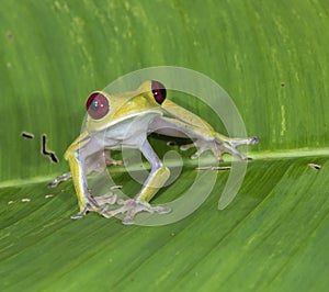 Red-eyed tree frog Agalychnis callidryas