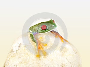 Red-eyed tree frog Agalychnis callidryas