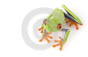 Red-eyed Tree Frog (Agalychnis callidryas)