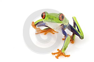 Red-eyed Tree Frog (Agalychnis callidryas)