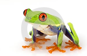 Red-eyed Tree Frog (Agalychnis callidryas)