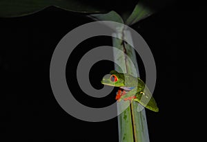 The red-eyed tree frog (Agalychnis callidryas)