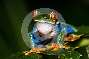 Red-Eyed Tree Frog - Agalychnis callidryas