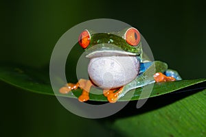 Red-Eyed Tree Frog - Agalychnis callidryas