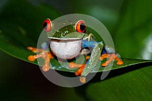 Red-Eyed Tree Frog - Agalychnis callidryas