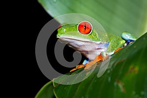 Red-Eyed Tree Frog - Agalychnis callidryas