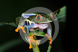 Red-Eyed Tree Frog - Agalychnis callidryas