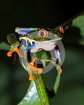 Red-Eyed Tree Frog - Agalychnis callidryas