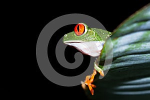 Red-Eyed Tree Frog - Agalychnis callidryas