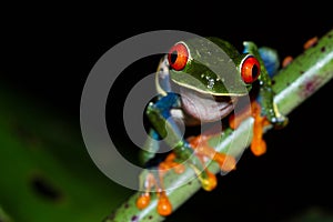 Red-Eyed Tree Frog - Agalychnis callidryas