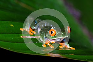 Red-Eyed Tree Frog - Agalychnis callidryas