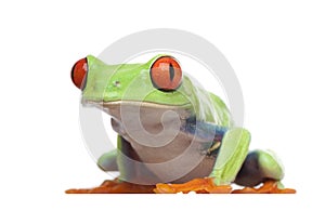 Red-eyed Tree Frog - Agalychnis callidryas