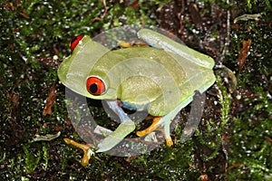 Red-eyed Tree Frog Agalychnis callidryas
