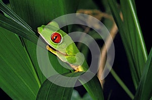 RED-EYED TREE FROG agalychnis callidryas, ADULT STANDING ON LEAF