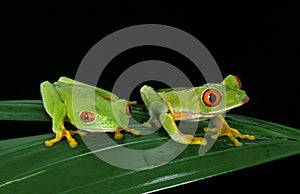 Red Eyed Tree Frog, agalychnis callidryas, Adults standing on Leaf