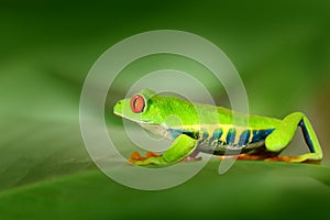 Red-eyed Tree Frog, Agalychnis callidryas, animal with big red eyes, in the nature habitat, Costa Rica. Frog in the nature. Beauti photo