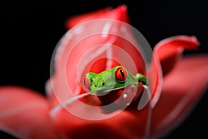 Red-eyed Tree Frog, Agalychnis callidryas, animal with big red eyes, in the nature habitat, Costa Rica. Beautiful amphibian in the