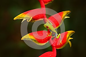 Red-eyed Tree Frog, Agalychnis callidryas, animal with big red eyes, in the nature habitat, Costa Rica. Beautiful amphibian in the