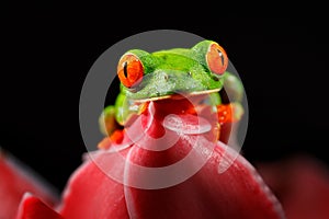 Red-eyed Tree Frog, Agalychnis callidryas, animal with big red eyes, in the nature habitat, Costa Rica. Beautiful amphibian in the
