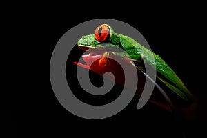 Red-eyed Tree Frog, Agalychnis callidryas, animal with big red eyes, in the nature habitat, Costa Rica. Beautiful amphibian in the