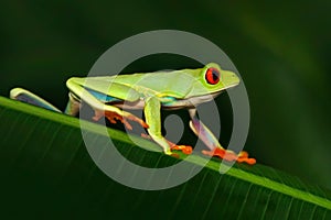 Red-eyed Tree Frog, Agalychnis callidryas, animal with big red eyes, in the nature habitat, Costa Rica. Beautiful exotic animal fr