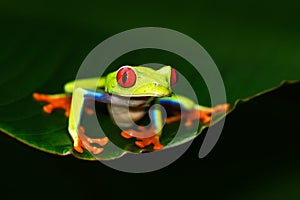 Red-eyed Tree Frog, Agalychnis callidryas, animal with big red eyes, in the nature habitat, Costa Rica. Frog in the nature.