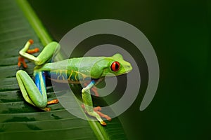 Red-eyed Tree Frog, Agalychnis callidryas, animal with big red eyes, in the nature habitat, Costa Rica. Frog in the nature.