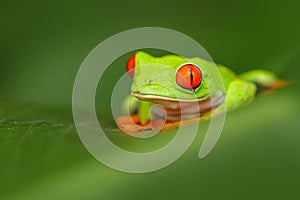 Red-eyed Tree Frog, Agalychnis callidryas, animal with big red eyes, in the nature habitat, Costa Rica. Frog in the nature. Beauti