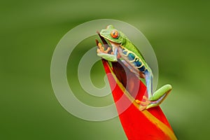 Red-eyed Tree Frog, Agalychnis callidryas, animal with big red eyes, in the nature habitat, Costa Rica. Frog in the nature. Beauti photo