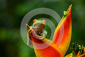 Red-eyed Tree Frog, Agalychnis callidryas, animal with big red eyes, in the nature habitat, Panama.