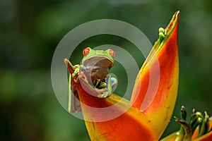 Red-eyed Tree Frog, Agalychnis callidryas, animal with big red eyes, in the nature habitat, Panama.