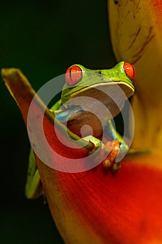 Red-eyed Tree Frog, Agalychnis callidryas, animal with big red eyes, in the nature habitat, Panama.