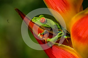 Red-eyed Tree Frog, Agalychnis callidryas, animal with big red eyes, in the nature habitat, Panama.