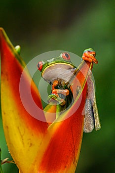 Red-eyed Tree Frog, Agalychnis callidryas, animal with big red eyes, in the nature habitat, Panama.