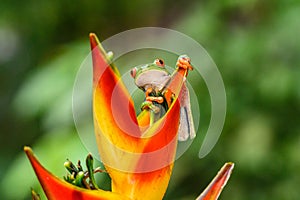 Red-eyed Tree Frog, Agalychnis callidryas, animal with big red eyes, in the nature habitat, Panama.