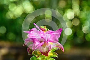 Red-eyed Tree Frog, Agalychnis callidryas, animal with big red eyes, in the nature habitat, Panama.