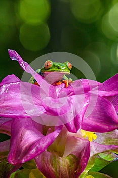 Red-eyed Tree Frog, Agalychnis callidryas, animal with big red eyes, in the nature habitat, Panama.