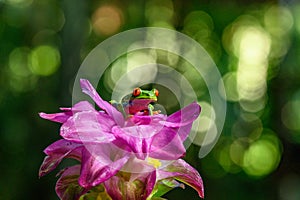 Red-eyed Tree Frog, Agalychnis callidryas, animal with big red eyes, in the nature habitat, Panama.