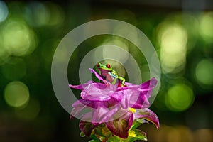 Red-eyed Tree Frog, Agalychnis callidryas, animal with big red eyes, in the nature habitat, Panama.