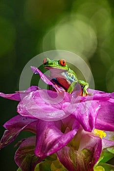 Red-eyed Tree Frog, Agalychnis callidryas, animal with big red eyes, in the nature habitat, Panama.