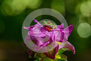 Red-eyed Tree Frog, Agalychnis callidryas, animal with big red eyes, in the nature habitat, Panama.