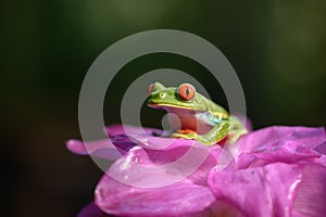 Red-eyed Tree Frog, Agalychnis callidryas, animal with big red eyes, in the nature habitat, Panama.