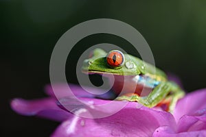 Red-eyed Tree Frog, Agalychnis callidryas, animal with big red eyes, in the nature habitat, Panama.