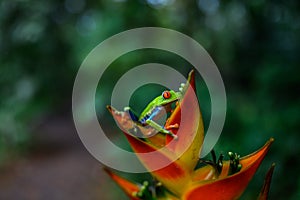 Red-eyed Tree Frog, Agalychnis callidryas, animal with big red eyes, in the nature habitat, Panama.