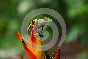 Red-eyed Tree Frog, Agalychnis callidryas, animal with big red eyes, in the nature habitat, Panama.