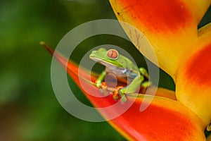 Red-eyed Tree Frog, Agalychnis callidryas, animal with big red eyes, in the nature habitat, Panama.