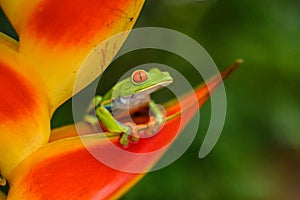 Red-eyed Tree Frog, Agalychnis callidryas, animal with big red eyes, in the nature habitat, Panama.