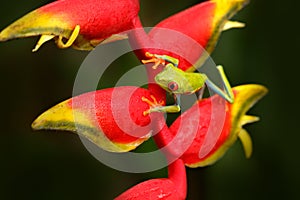 Red-eyed Tree Frog, Agalychnis callidryas, animal with big red eyes, in the nature habitat, Panama. Beautiful amphibian in the