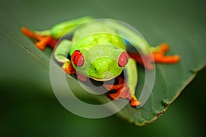 Un árbol rana, el el gran ojos en naturaleza 