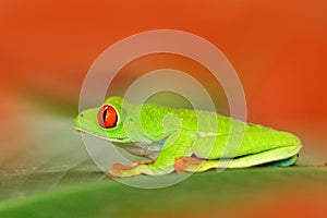 Red-eyed Tree Frog, Agalychnis callidryas, animal with big red eyes, in the nature habitat, Panama. Frog from Nicaragua. Beautiful